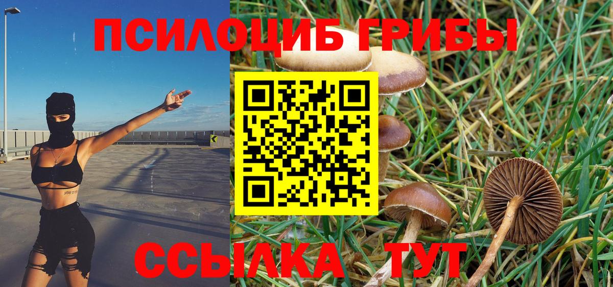 Псилоцибиновые грибы Cubensis Артём